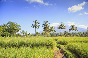 Obraz premium Rice field in Indonesia