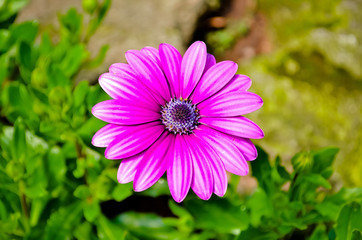 Obraz premium colorful flower in the garden