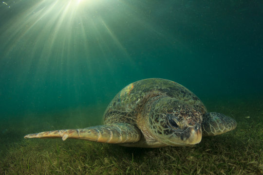 Green Sea Turtle eating seagrass with sunburst