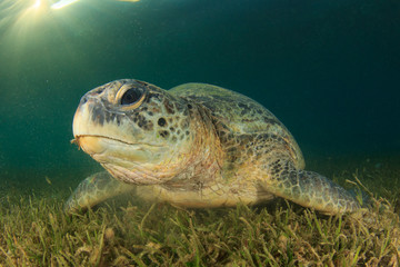 Obraz premium Green Sea Turtle eating seagrass with sunburst