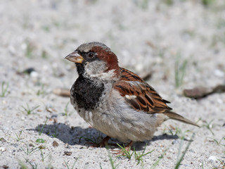 House sparrow (Passer domesticus)
