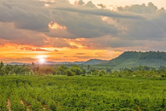 Lens Flare effect image style : along the field with green Cassava at mountains Landscape, sunny dawn in a Cassava field and beautiful twilight sky clouds

