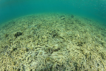 Dead coral killed by coral bleaching,climate change, global warming anbd pollution