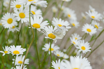 Fototapeta premium Butterfly sitting on daisy