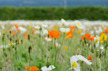 Field of orange and white poppy