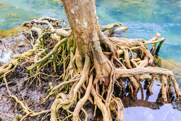 The root and crystal stream. freshwater meets with seawater of Tha Pom Khlong Song Nam, Kra-bi province, Thailand