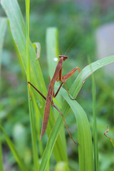 草むらの中の茶色のカマキリ