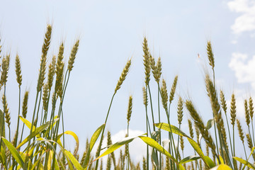 小麦畑