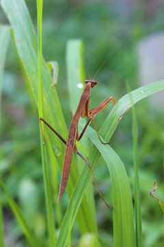 草むらの中の茶色のカマキリ