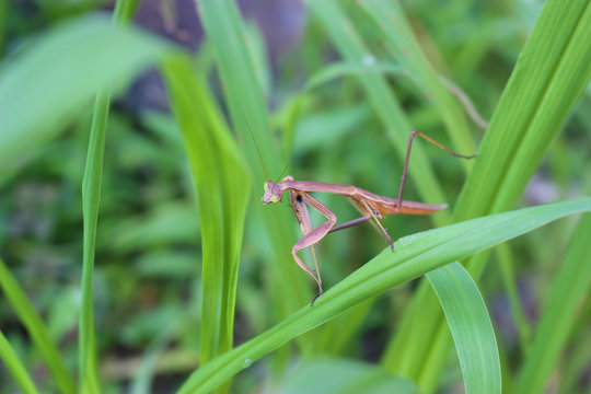草むらの中の茶色のカマキリ