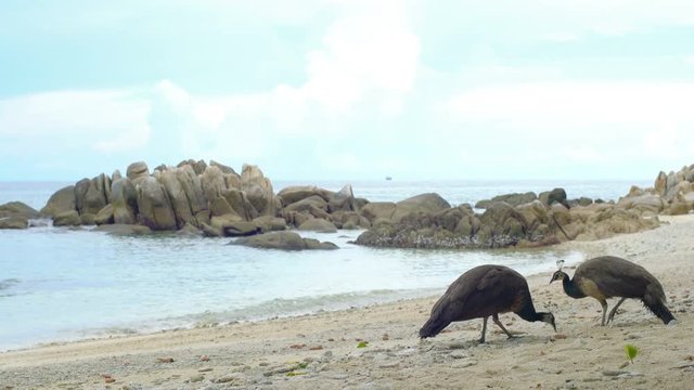 Peacock birds walking on beach, Koh Mun Nork island, Thailand 4k UHD (3840x2160)
