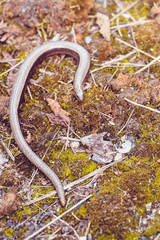 Slow Worm or Blind Worm, Anguis fragilis