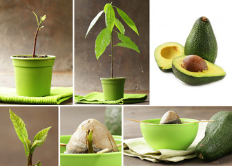 collage how to grow avocados at home