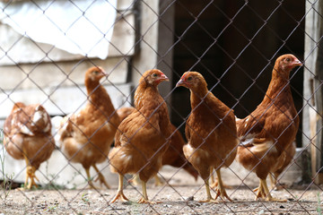 chicken behind the fence