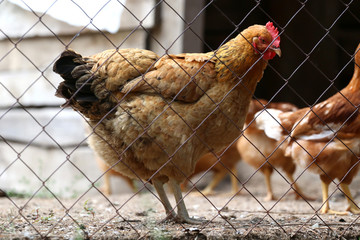 chicken behind the fence
