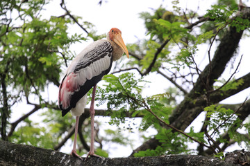 birds at zoo negara malaysia