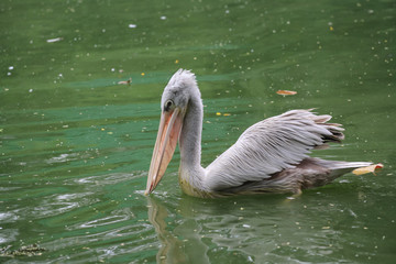 pelican birds getting food