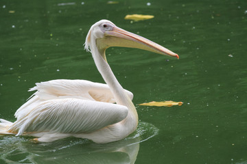 pelican birds getting food