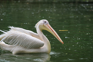 pelican birds getting food