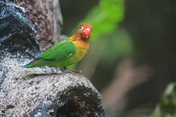 fischer's lovebird at zoo negara