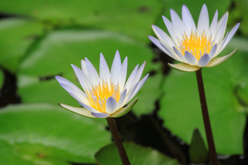lotus flower close up view