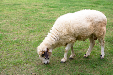 Obraz premium Sheep eating grass at a farm.Sheep grazing in grass