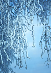 Birch trees with hoarfrost on the branches