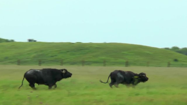 Old bull chases the a young bull in the desert . Slow motion. Video in a slowed double the