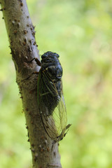 タラの木に留まるクマゼミ