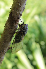 タラの木に留まるクマゼミ