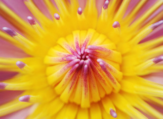 Obraz premium close up lotus flower