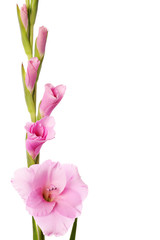 Gladiolus card