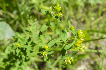 St. John's flower bud.
