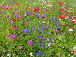 Wildblumenwiese, Blumenwiese, Wiesenblumen