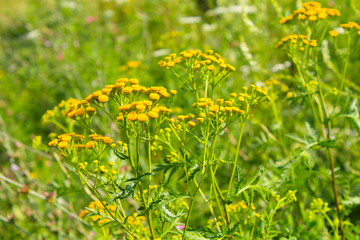 Tansy flower on the meadow