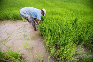 Naklejka na ściany i meble Thai farmer planting on the paddy rice farmland