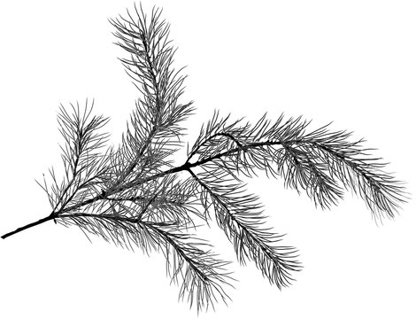 black pine tree branch sketch isolated illustration