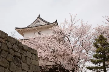 Foto op Canvas 丸亀城のサクラ © sakura