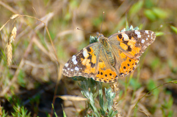 lively monarch butterfly feeding on grass