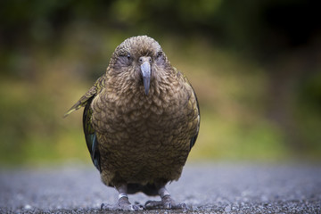 close up full body of kea bird ,alpine parrot in natural new zea