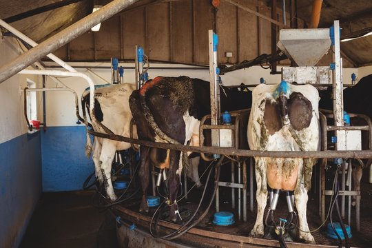 Row of cows being milked