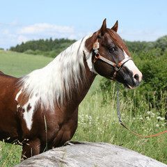 Naklejka premium Portrait of beautiful paint horse stallion