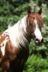 Obraz premium Portrait of beautiful paint horse stallion