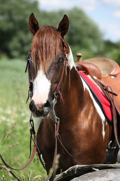 Portait of beautiful paint horse stallion