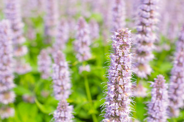 Agastache Blue Fortune.