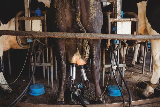 Row of cows being milked
