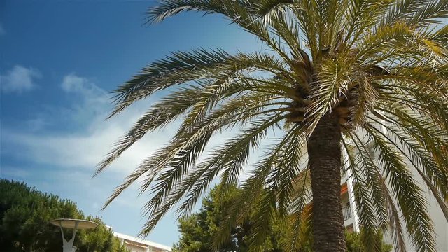 Waving palm tree at Cote D'Azur France