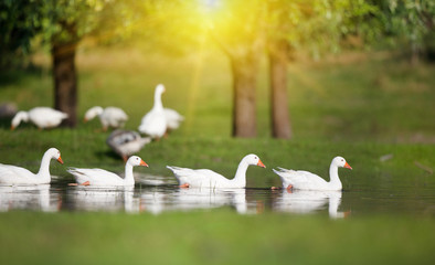 Domestic geese flock on the lake © Budimir Jevtic
