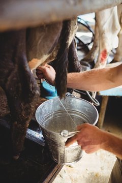 Man milking a cow
