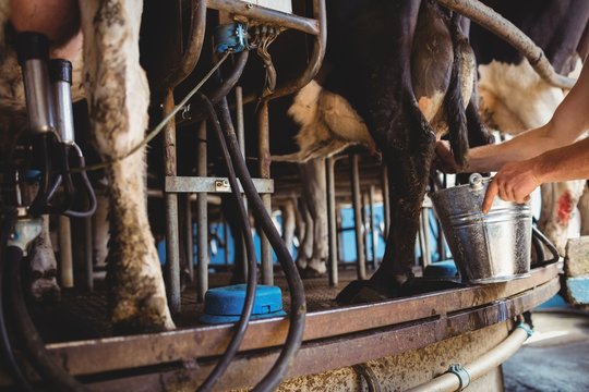 Man milking a cow